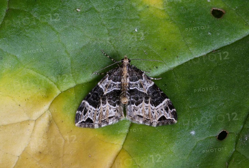 Small phoenix moth