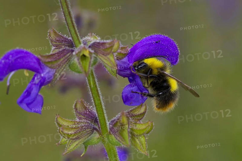Early Bumblebee