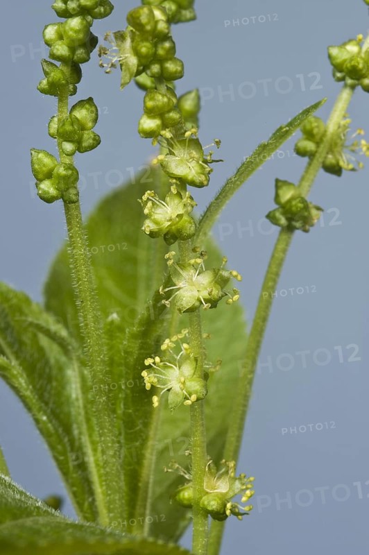 Dog's mercury