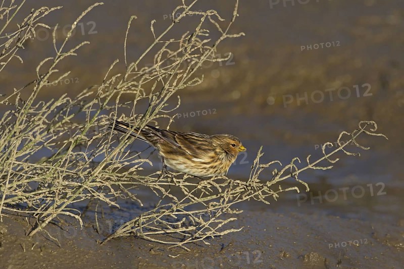 Twite