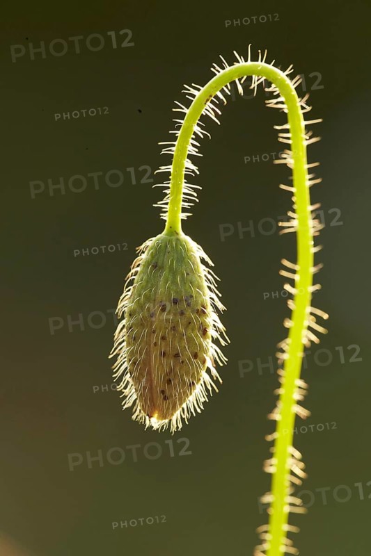 Poppy flowers