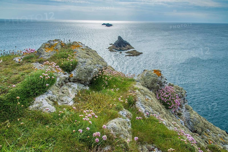 Flowering sea thrift