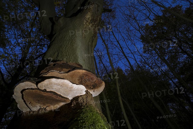 Fruiting bodies of the artist's mushroom