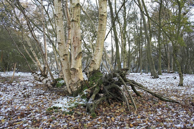 Silver Birch