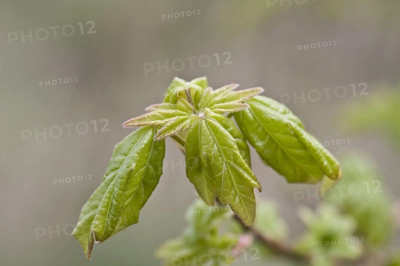 Field maple