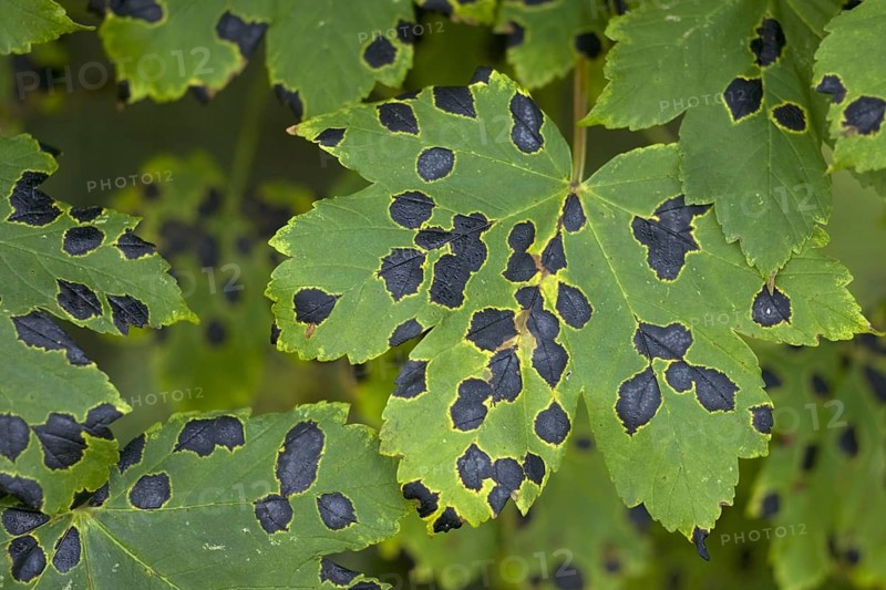 Sycamore