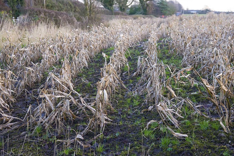 Maize