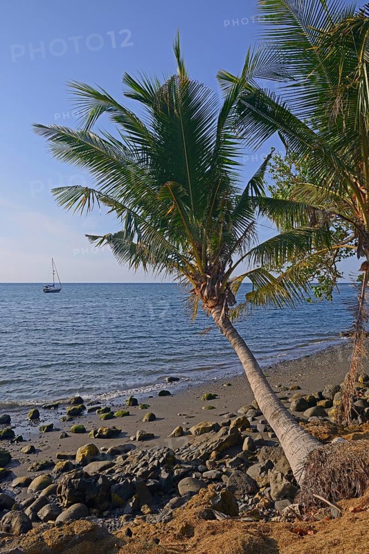 Coconut palms