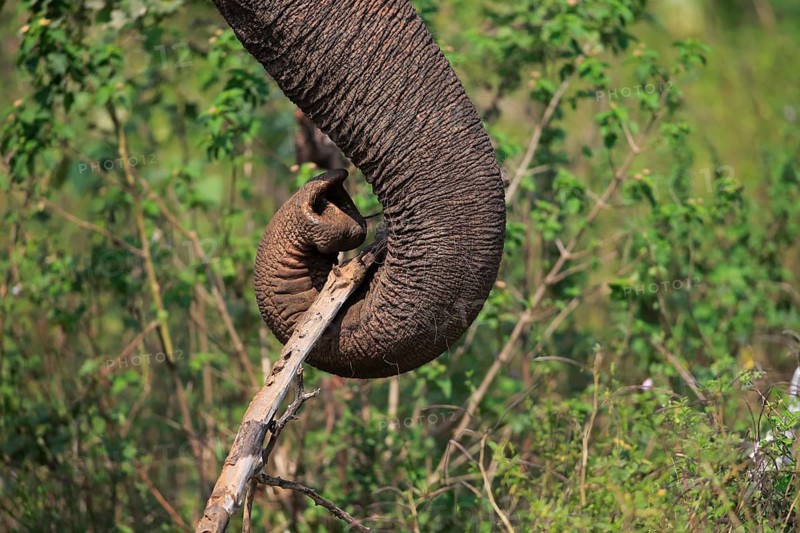 Sri Lankan elephant