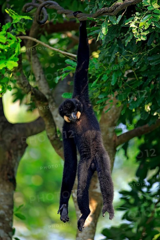 Yellow Cheeked Gibbon