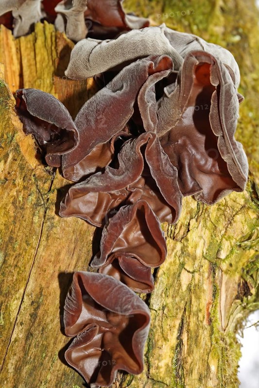 Jew's ear