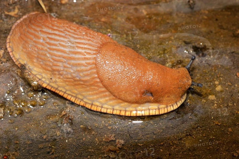 Red slug