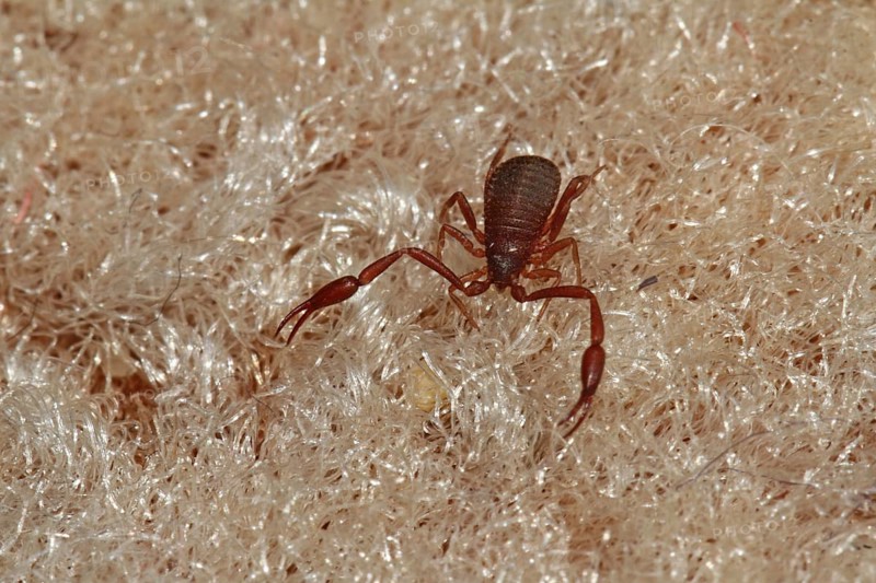 Book Scorpio