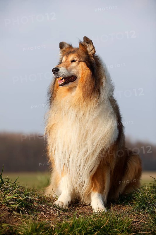 Scottish shepherd dog