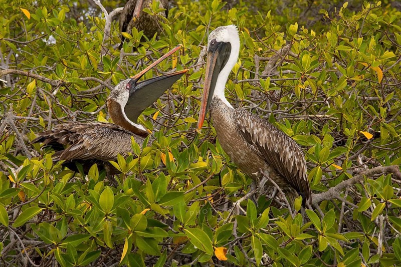 Marine pelican
