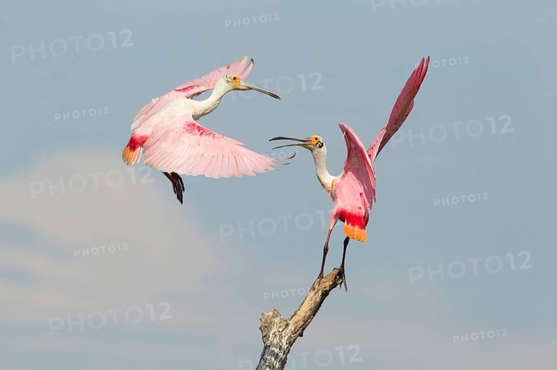 Roseate roseate spoonbill