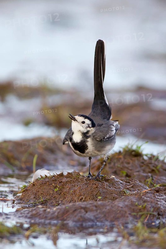 Pied Wagtail