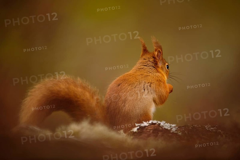 Eurasian red eurasian red squirrel