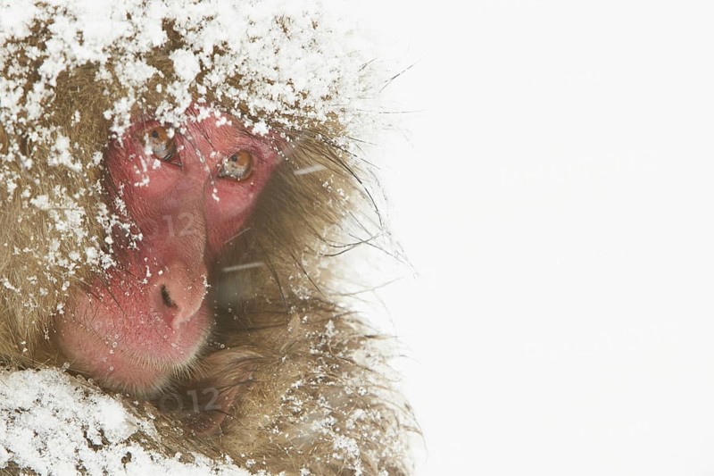 Japanese Macaque