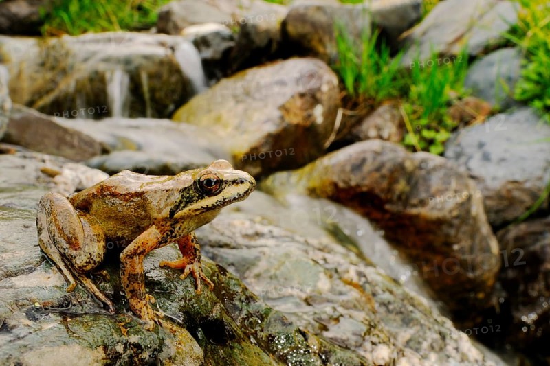 Pyrenean Frog