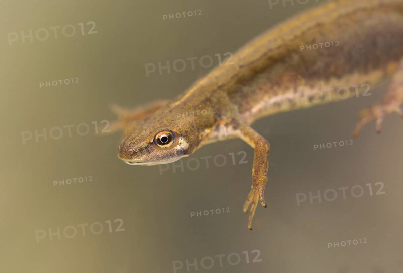 Smooth Newt