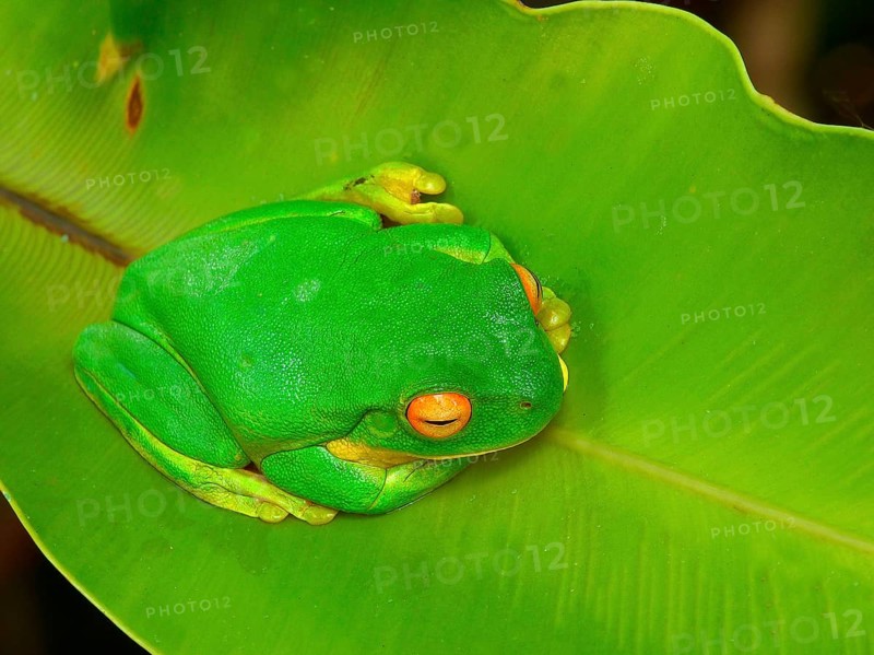 White-lipped tree frog