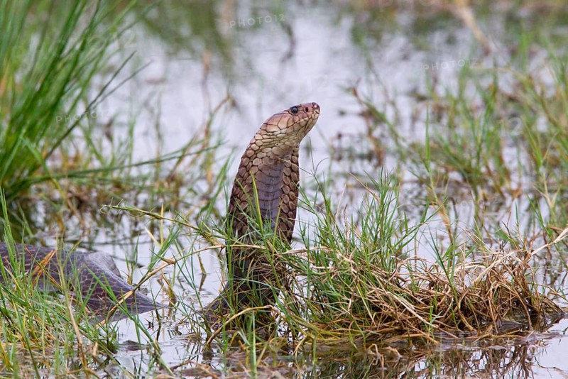 Mozambique spitting cobra
