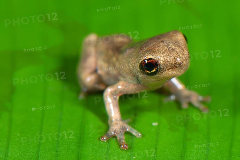 Treefrog