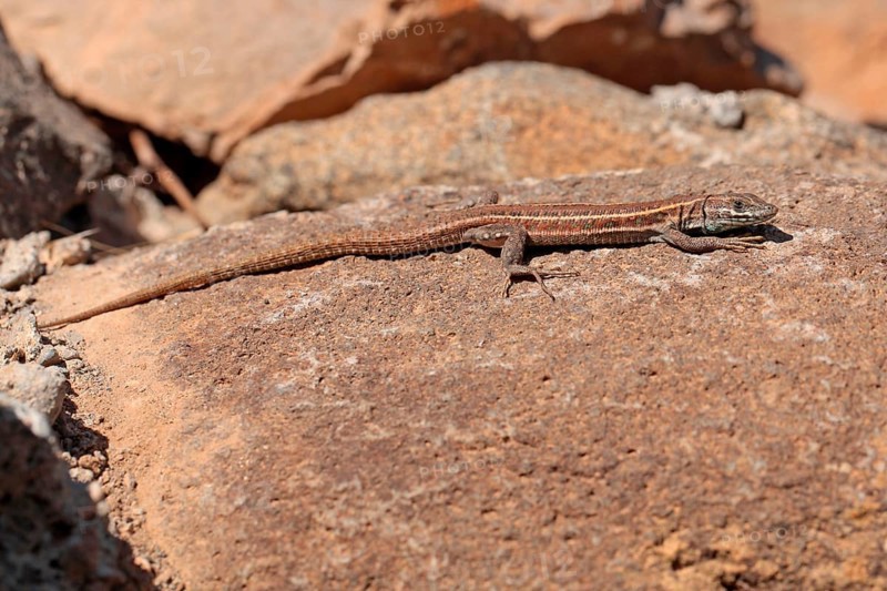 Eastern Canary Lizard