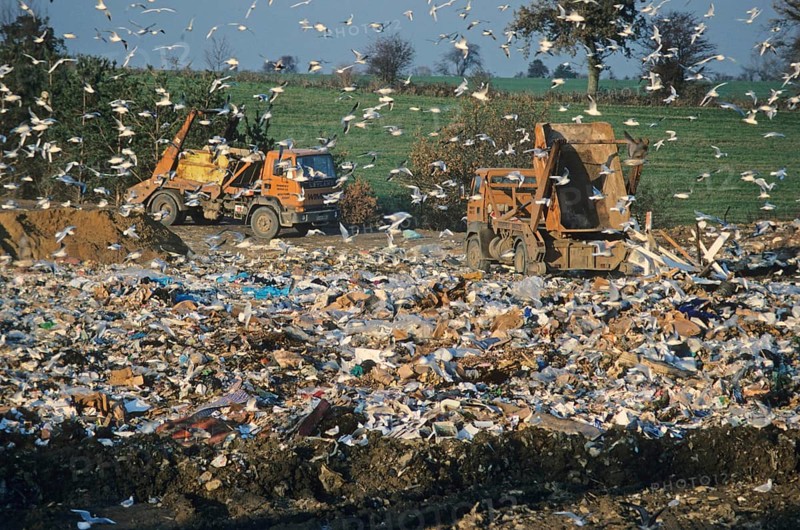 Gulls at rubbish dump