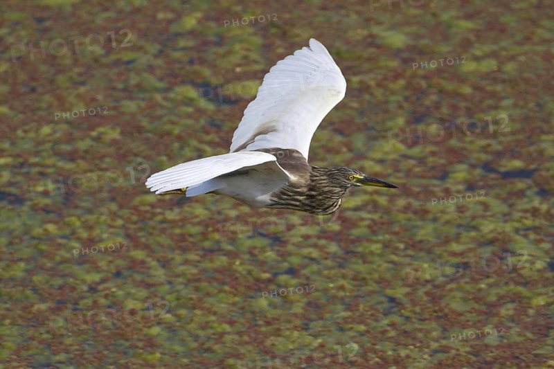 Indian indian pond heron