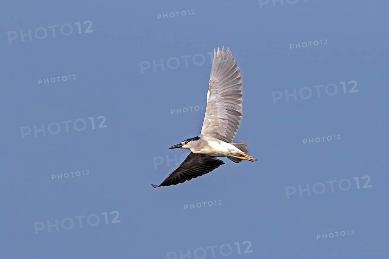 Night Heron with Black Crown Flying at Lake Kerkini Northern Greece