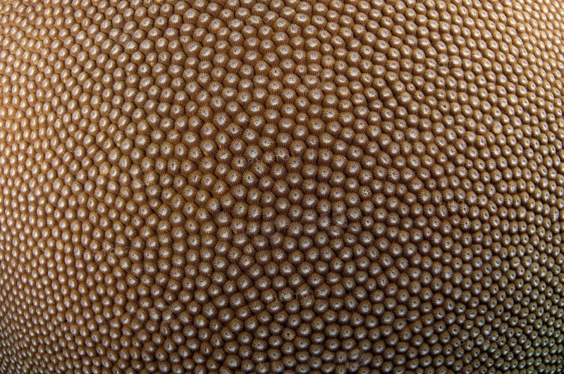 Stony Coral