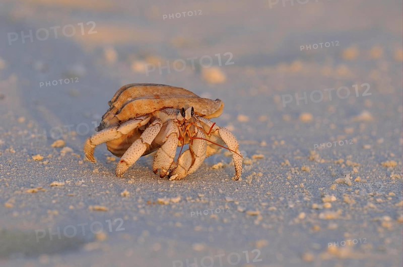 Strawberry Land Hermit Crab