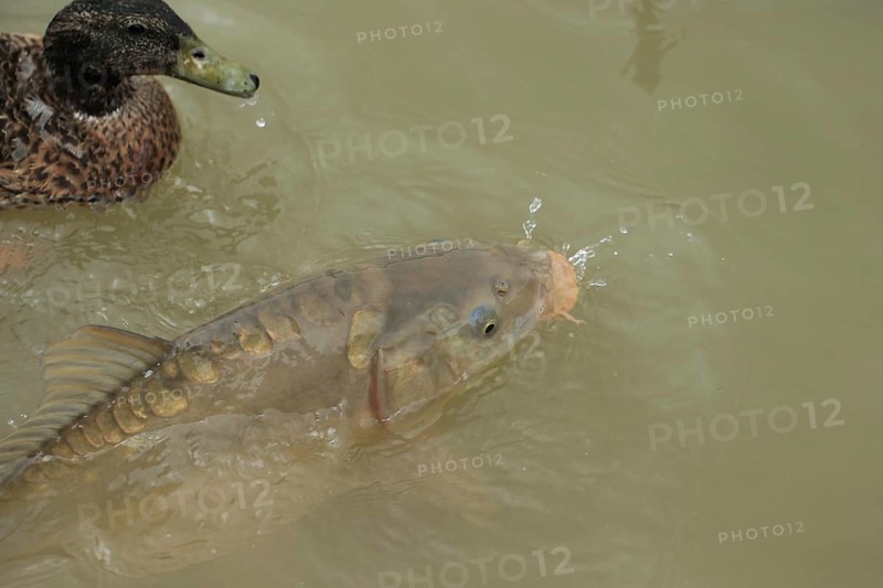 Mirror Carp