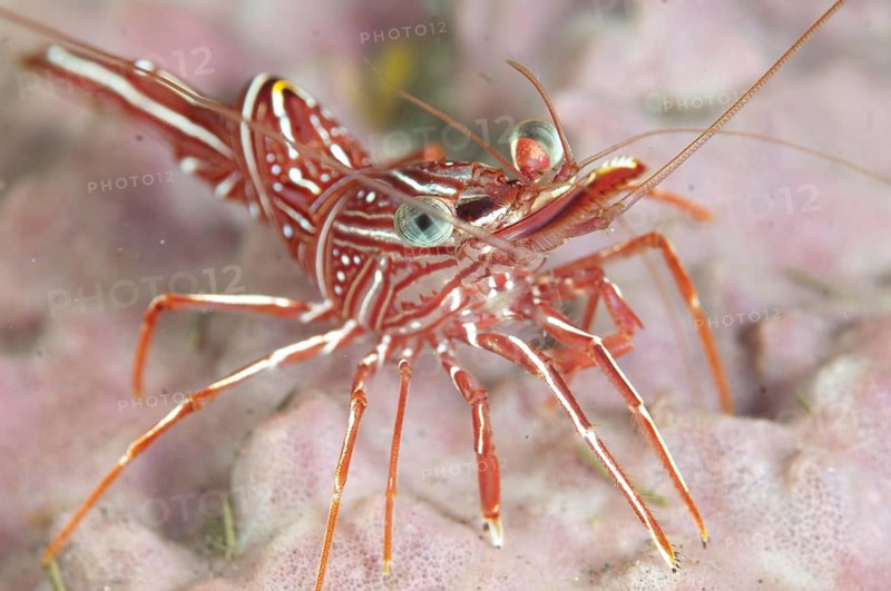 Durban dancing shrimp