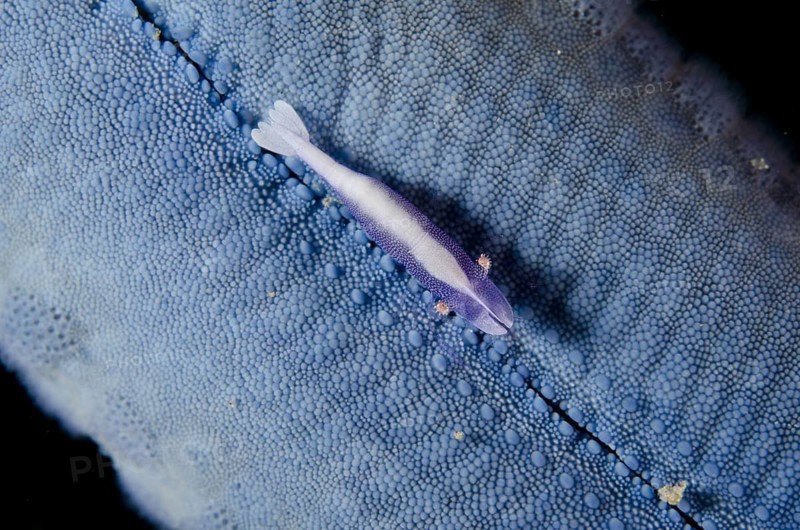 Commensal Shrimp