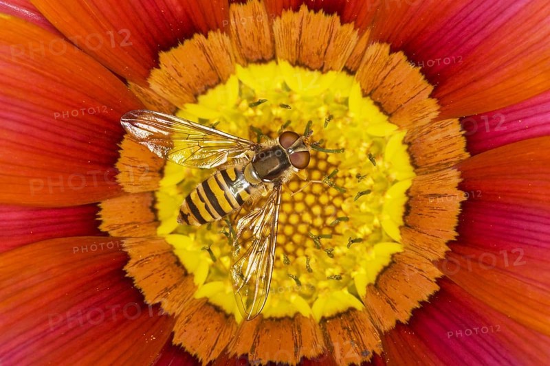 Marmalade Hoverfly