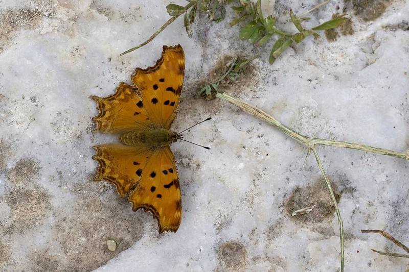 Southern Comma
