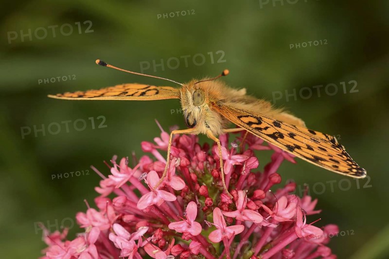 Adult dark green dark green fritillary