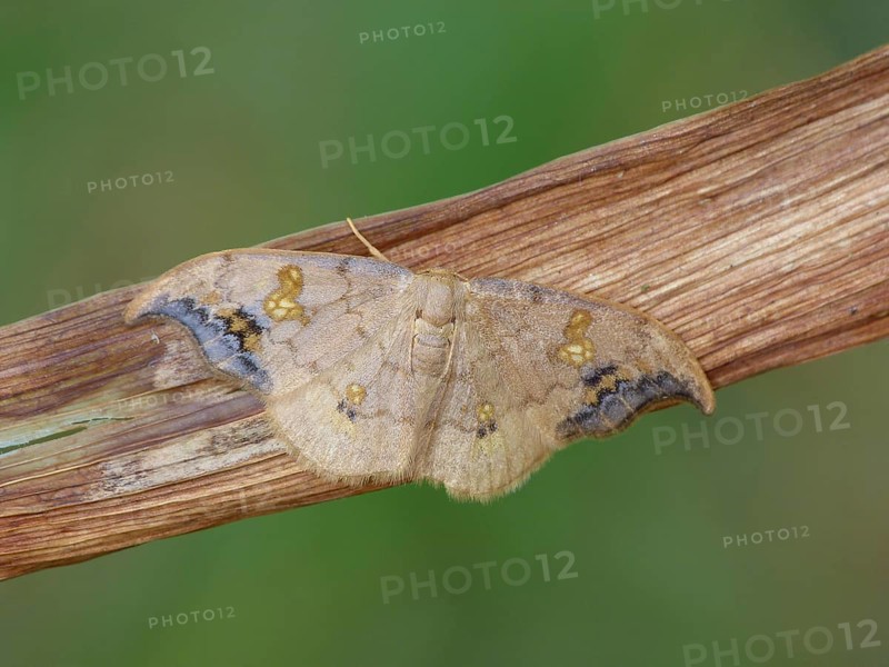 Scarce hook-tip