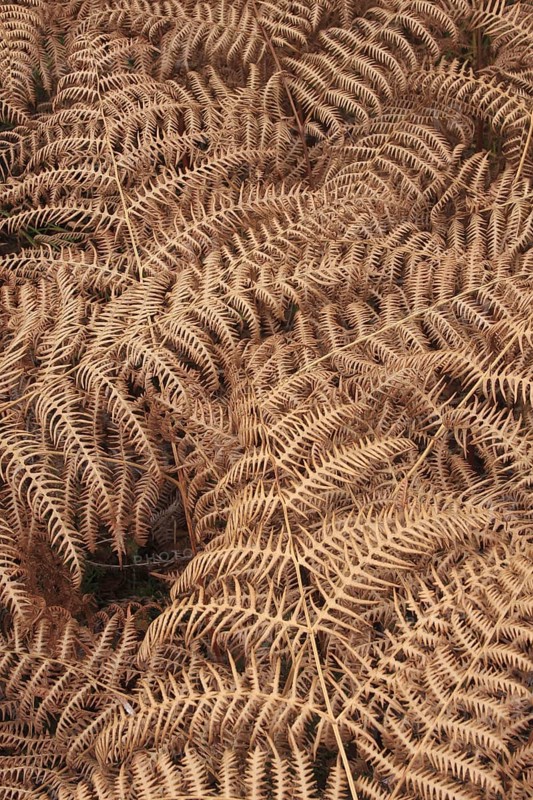 Bracken
