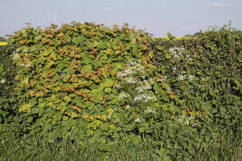 Sycamore