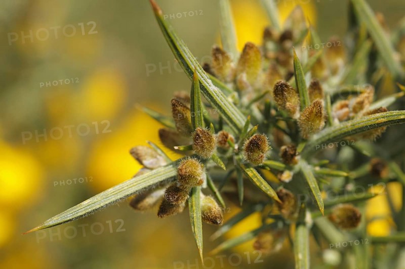 Common common gorse