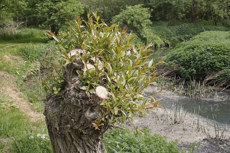 Willow