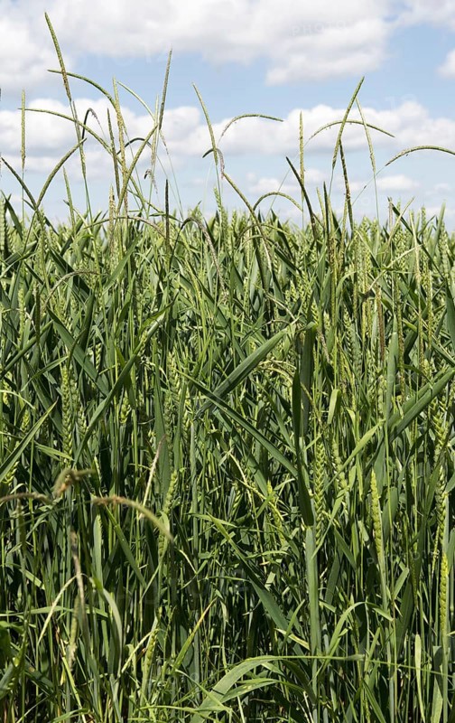 Black meadow grass