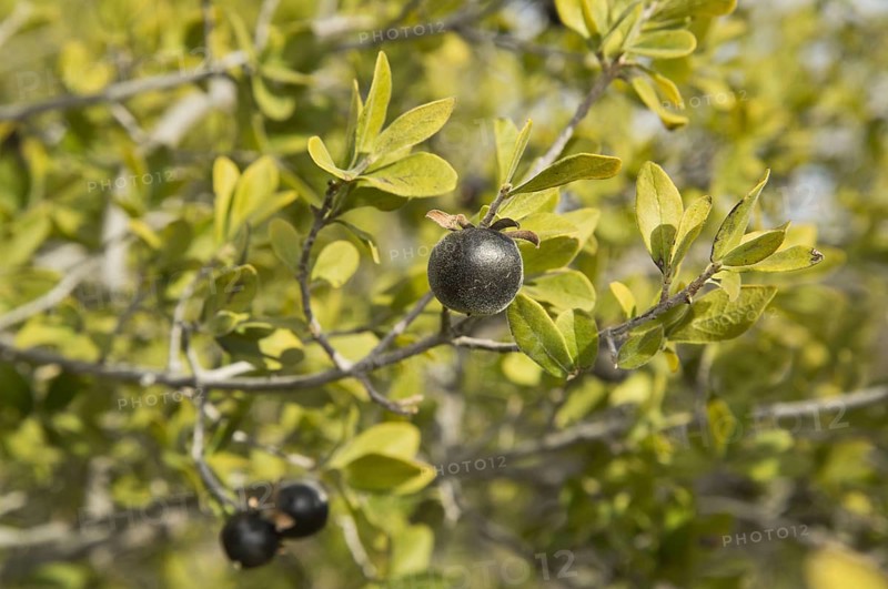 Texas Persimmon