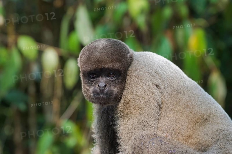 Brown woolly monkey