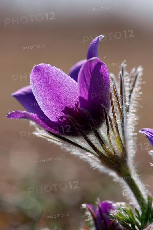 Common pasque flower