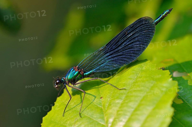 Banded demoiselle